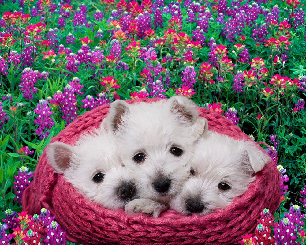 West highland white terrier puppies in basket art print by Jaynes Gallery for $57.95 CAD